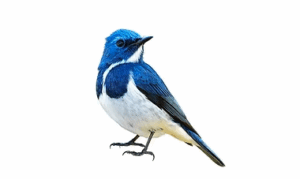 コミュニケーションバー　青い鳥