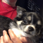 みんなのアイドル♡ ※写真はクラブゼウス蒲田 公式HPより引用